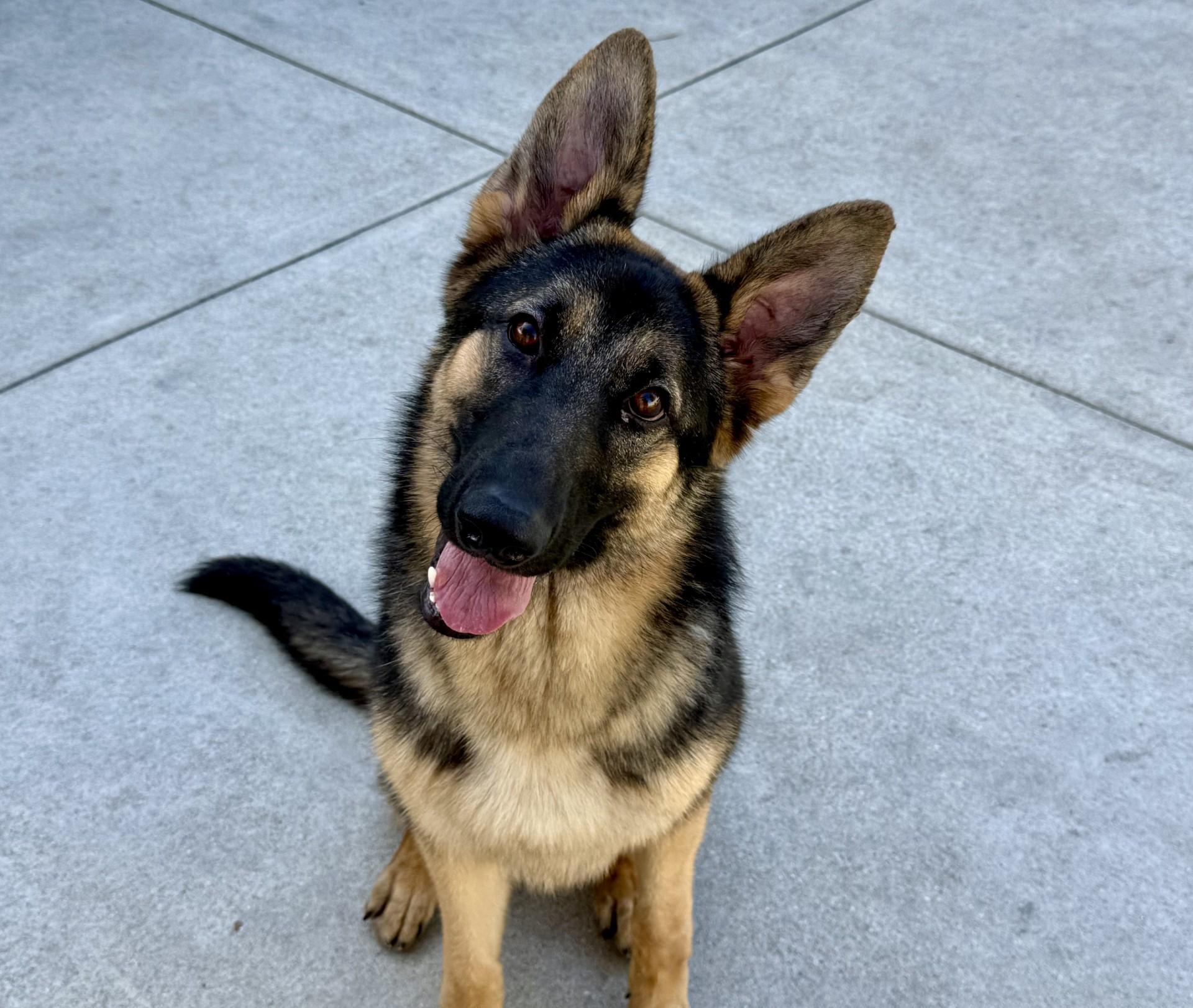 Enlarge Kira 2, a Adoptable German Shepherd Dog in Los Alamitos, CA image 1/6