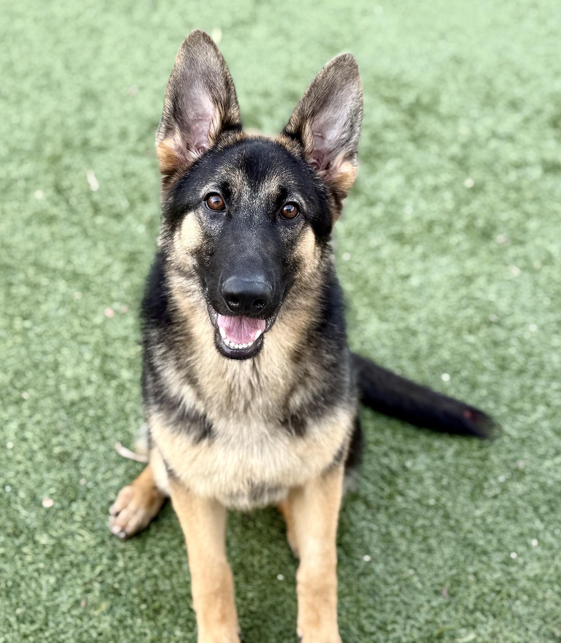 Enlarge Kira 2, a Adoptable German Shepherd Dog in Los Alamitos, CA image 1/6