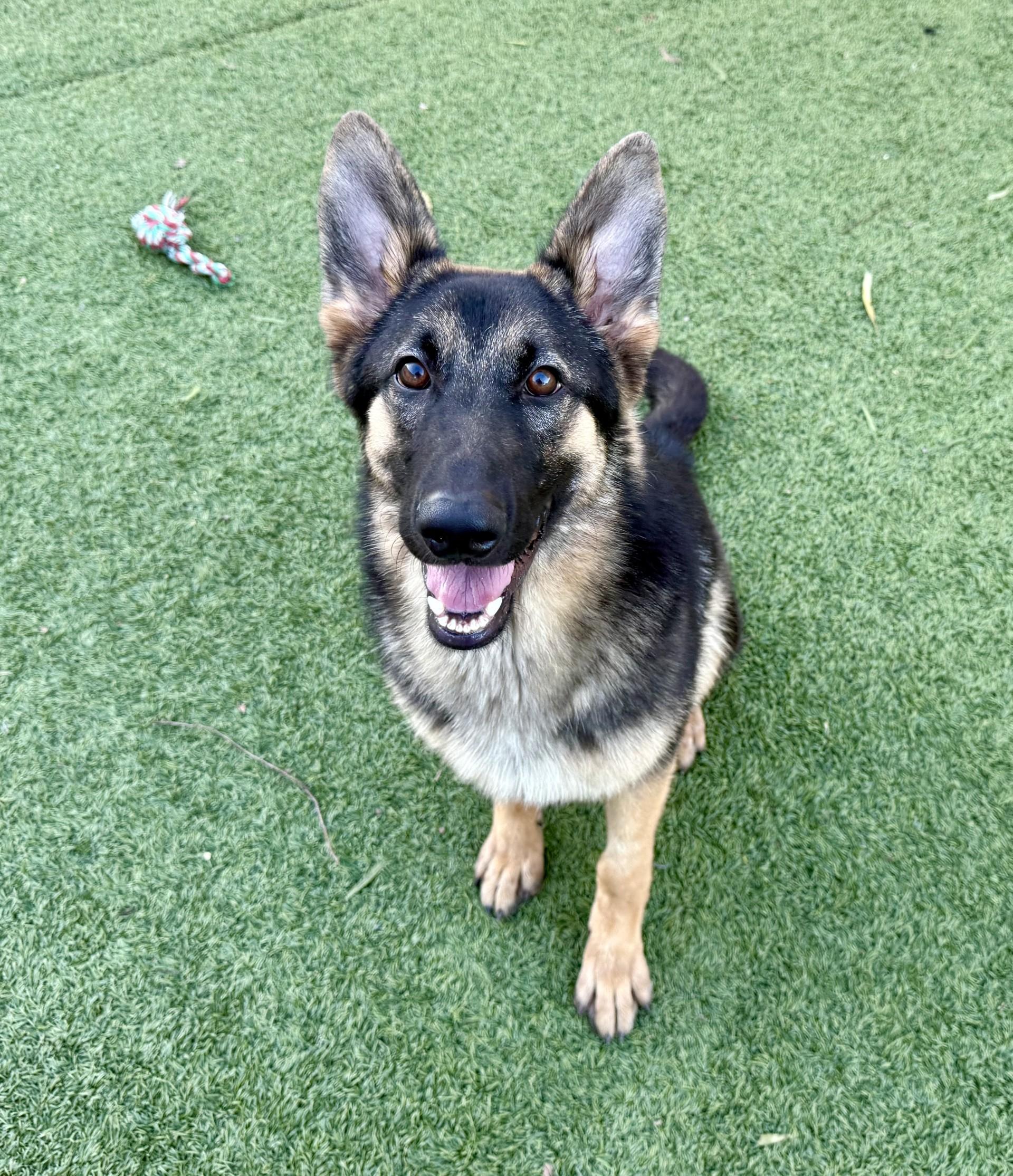 Enlarge Kira 2, a Adoptable German Shepherd Dog in Los Alamitos, CA image 6/6