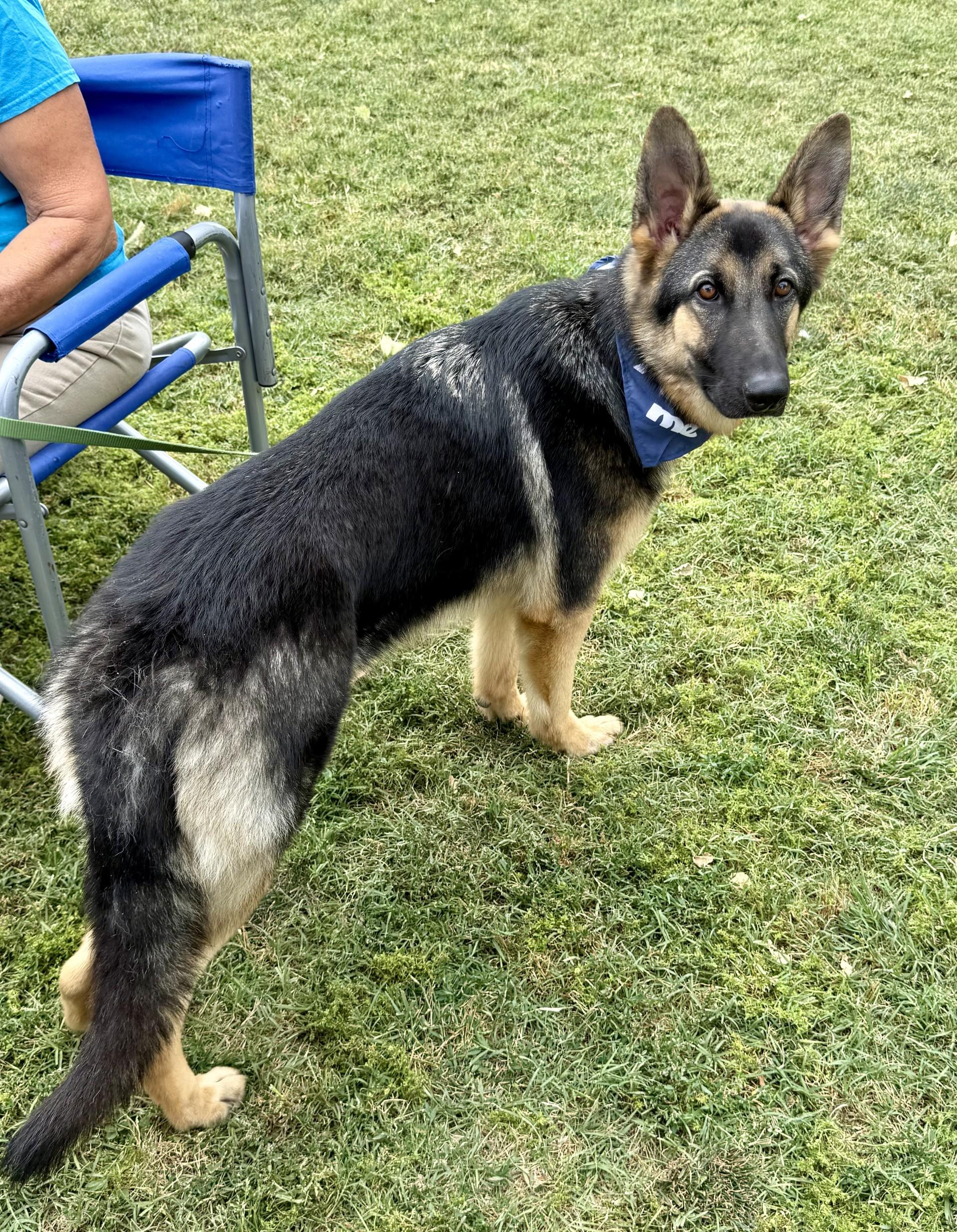 Enlarge Kira 2, a Adoptable German Shepherd Dog in Los Alamitos, CA image 6/6