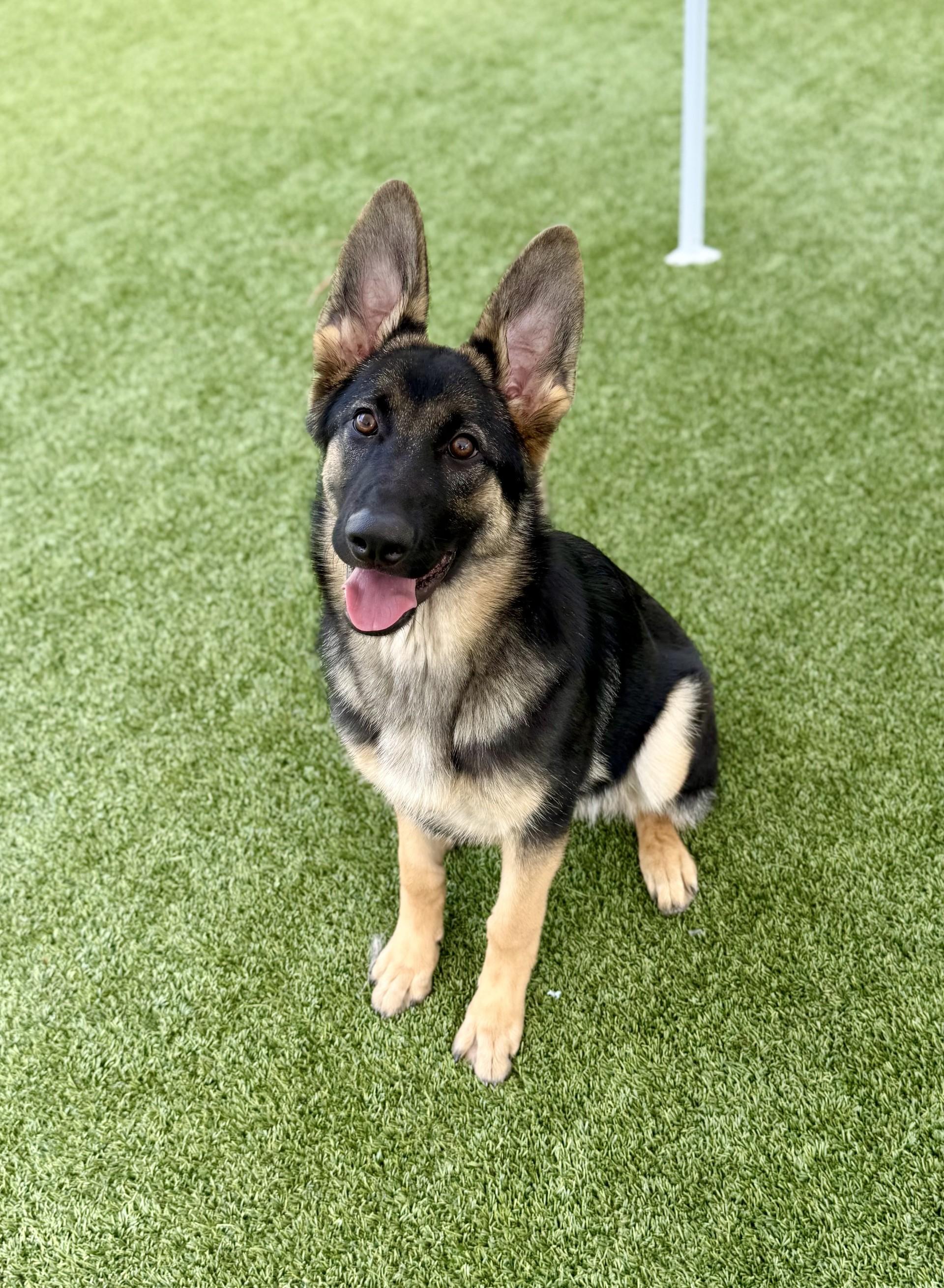 Kira 2, a Adoptable German Shepherd Dog in Los Alamitos, CA image 1/6