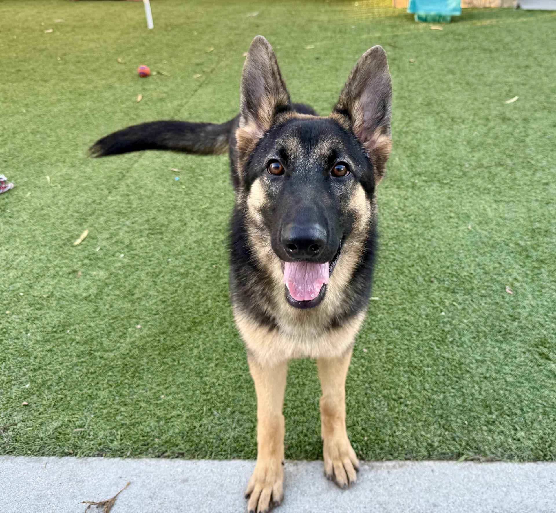 Enlarge Kira 2, a Adoptable German Shepherd Dog in Los Alamitos, CA image 3/6