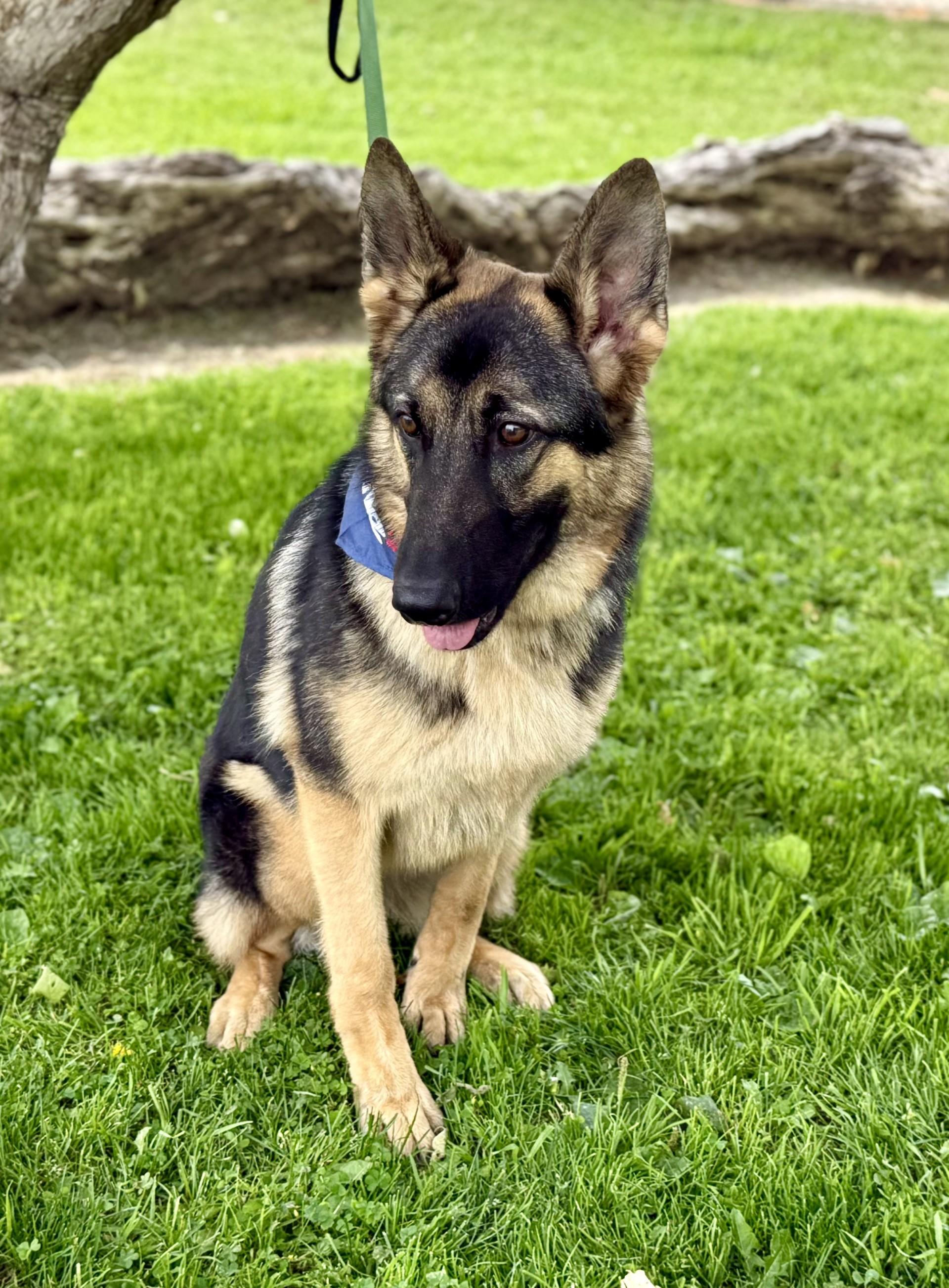 Enlarge Kira 2, a Adoptable German Shepherd Dog in Los Alamitos, CA image 5/6