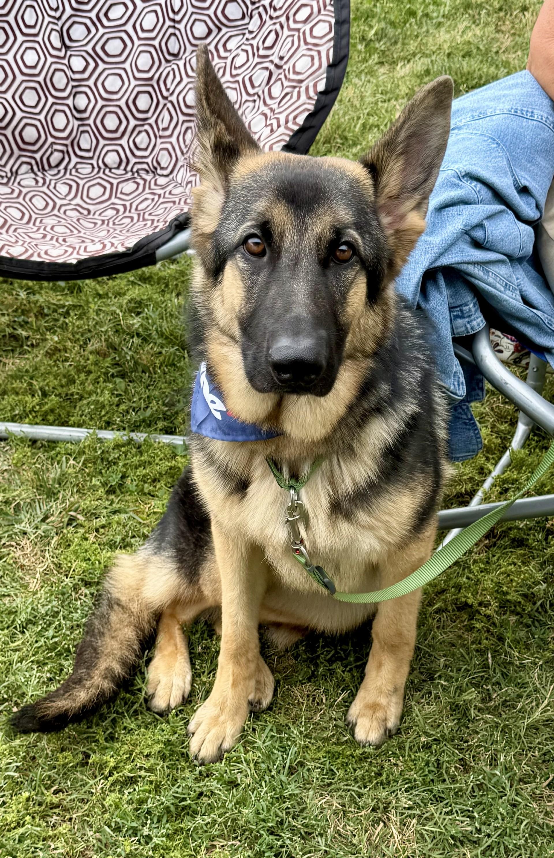 Enlarge Kira 2, a Adoptable German Shepherd Dog in Los Alamitos, CA image 2/6