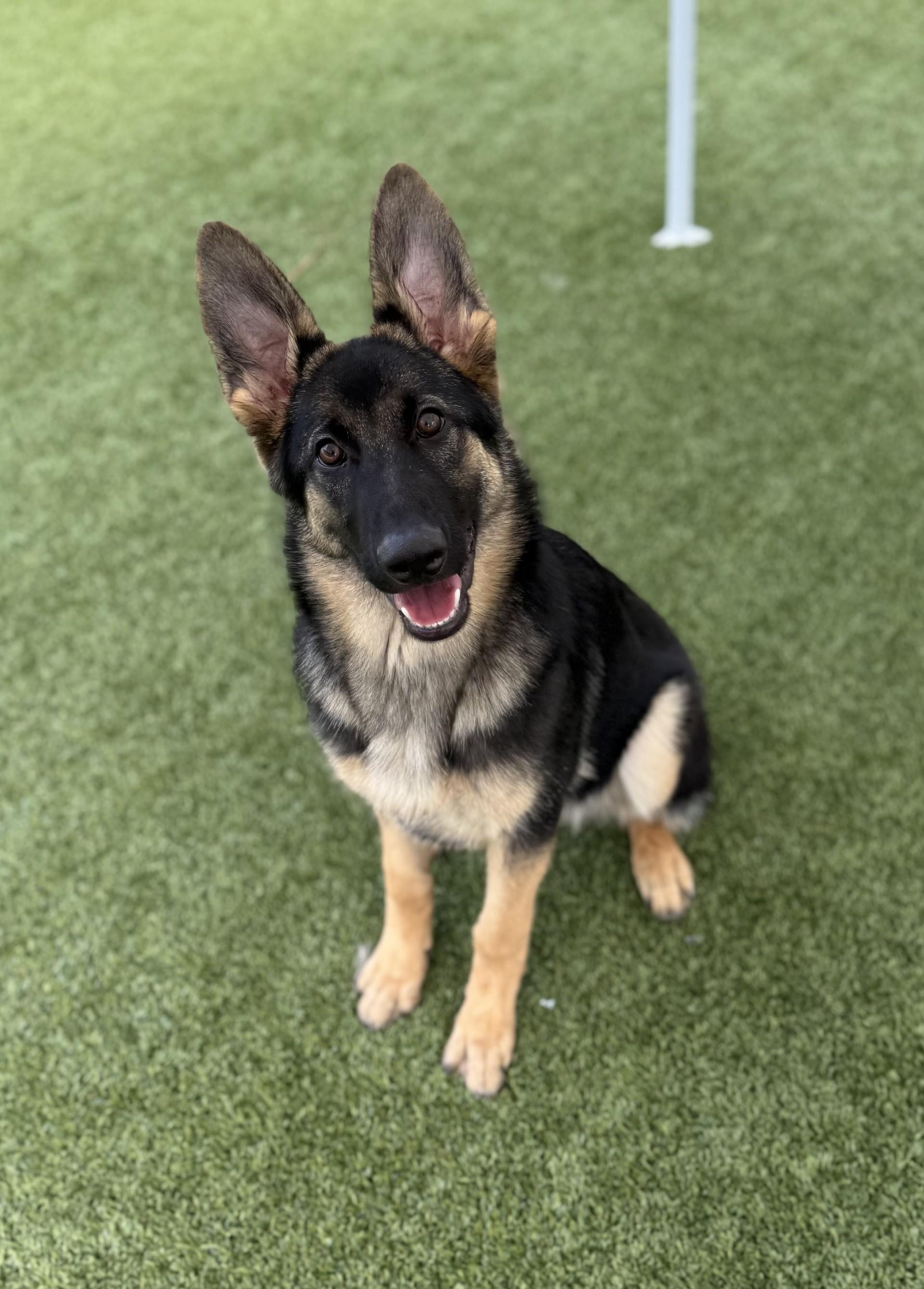 Kira 2, a Adoptable German Shepherd Dog in Los Alamitos, CA image 2/6