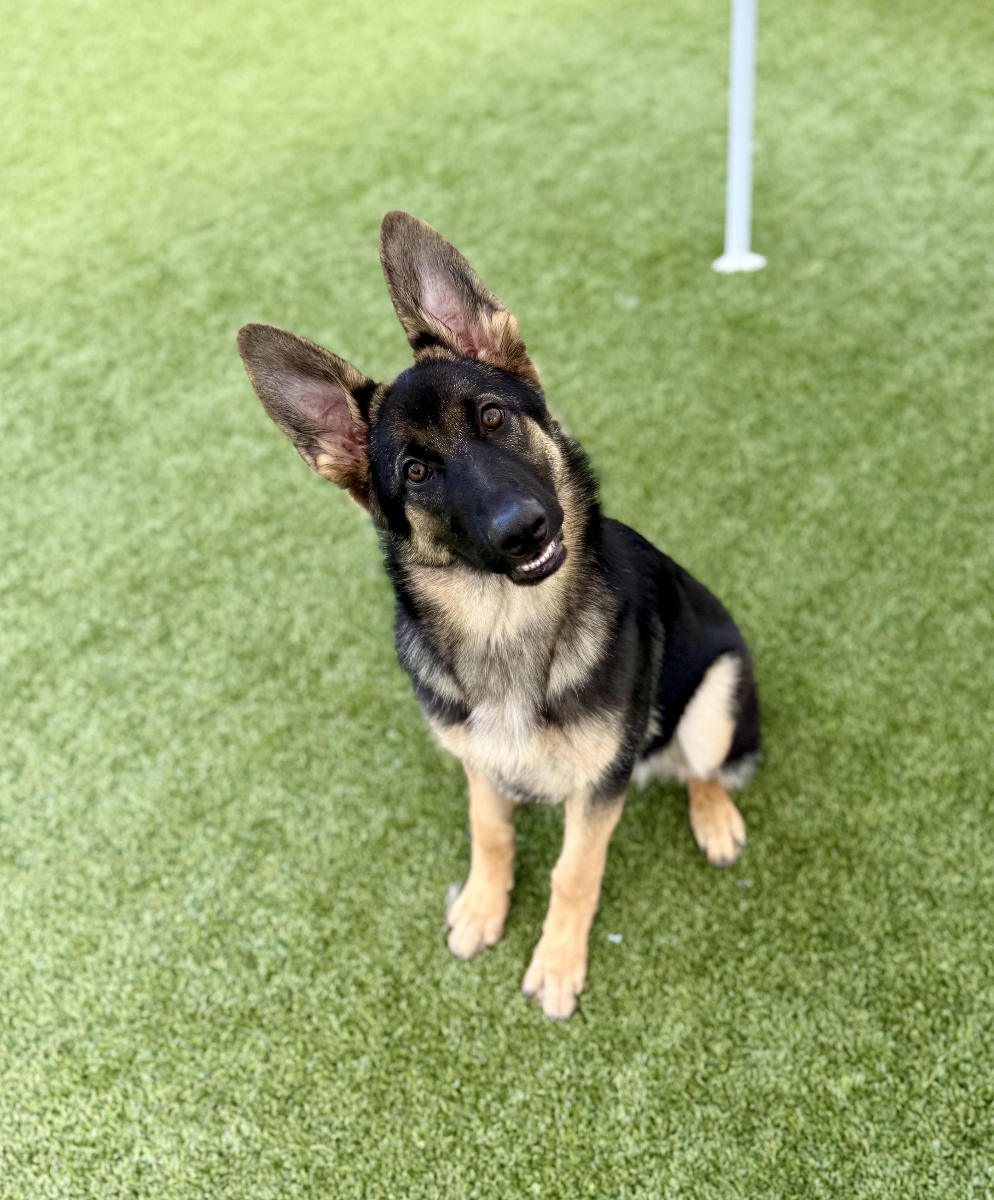 Kira 2, a Adoptable German Shepherd Dog in Los Alamitos, CA image 3/6