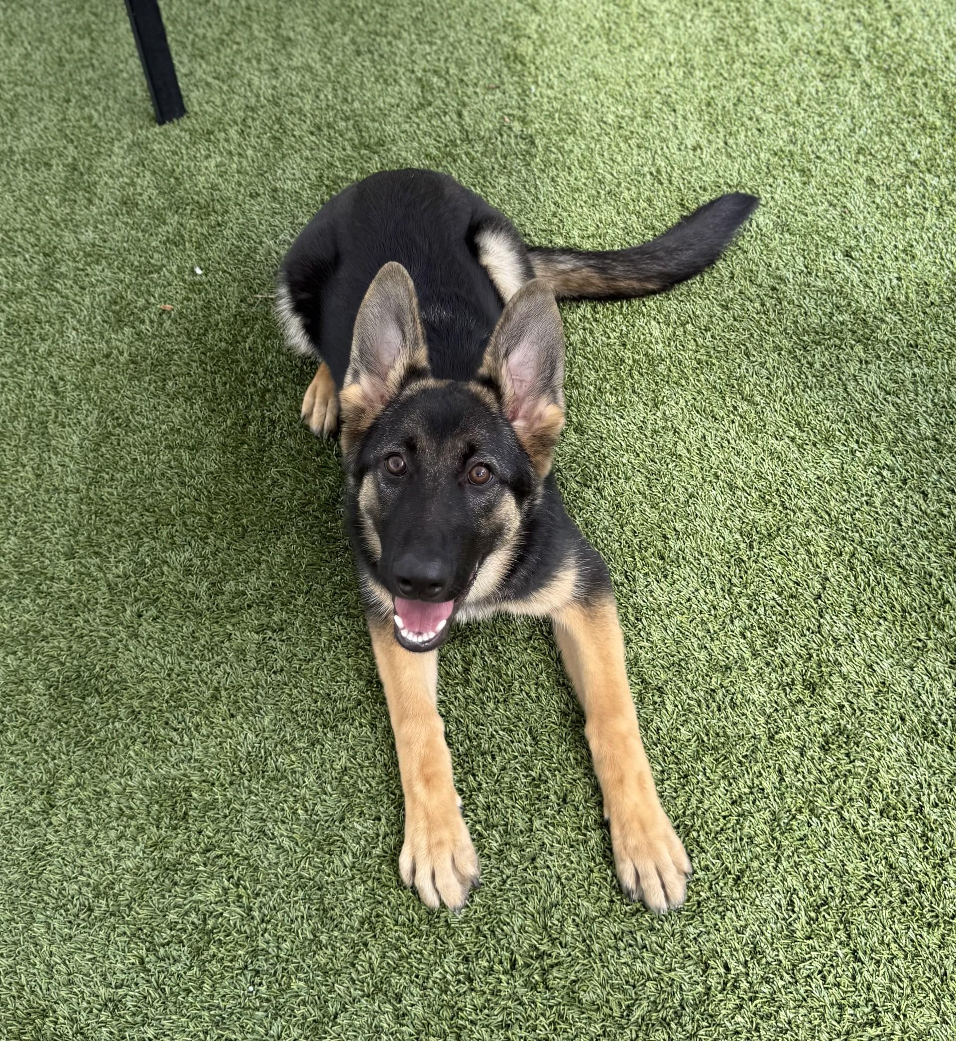 Kira 2, a Adoptable German Shepherd Dog in Los Alamitos, CA image 4/6