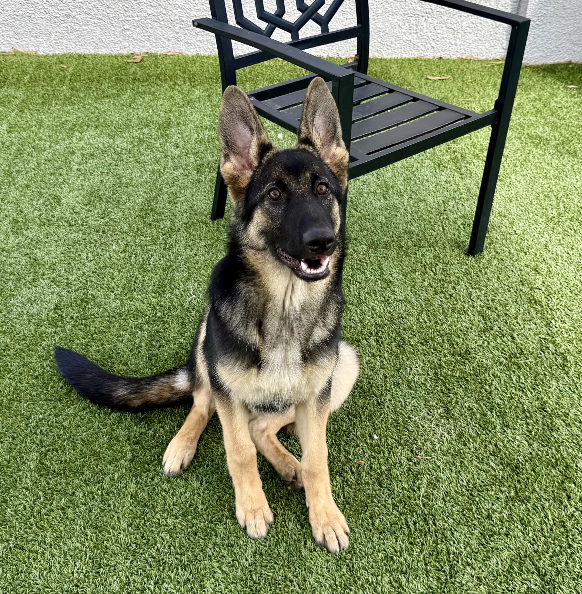 Kira 2, a Adoptable German Shepherd Dog in Los Alamitos, CA image 5/6