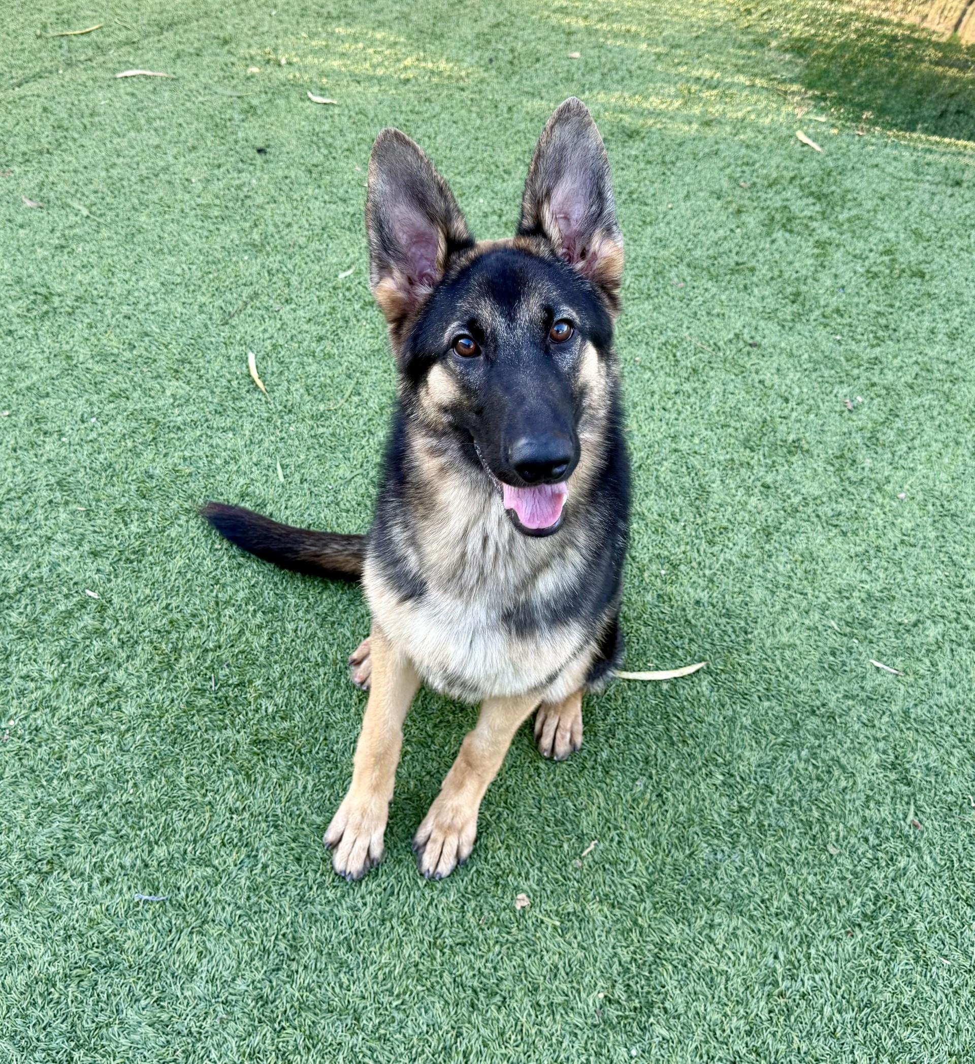 Enlarge Kira 2, a Adoptable German Shepherd Dog in Los Alamitos, CA image 2/6
