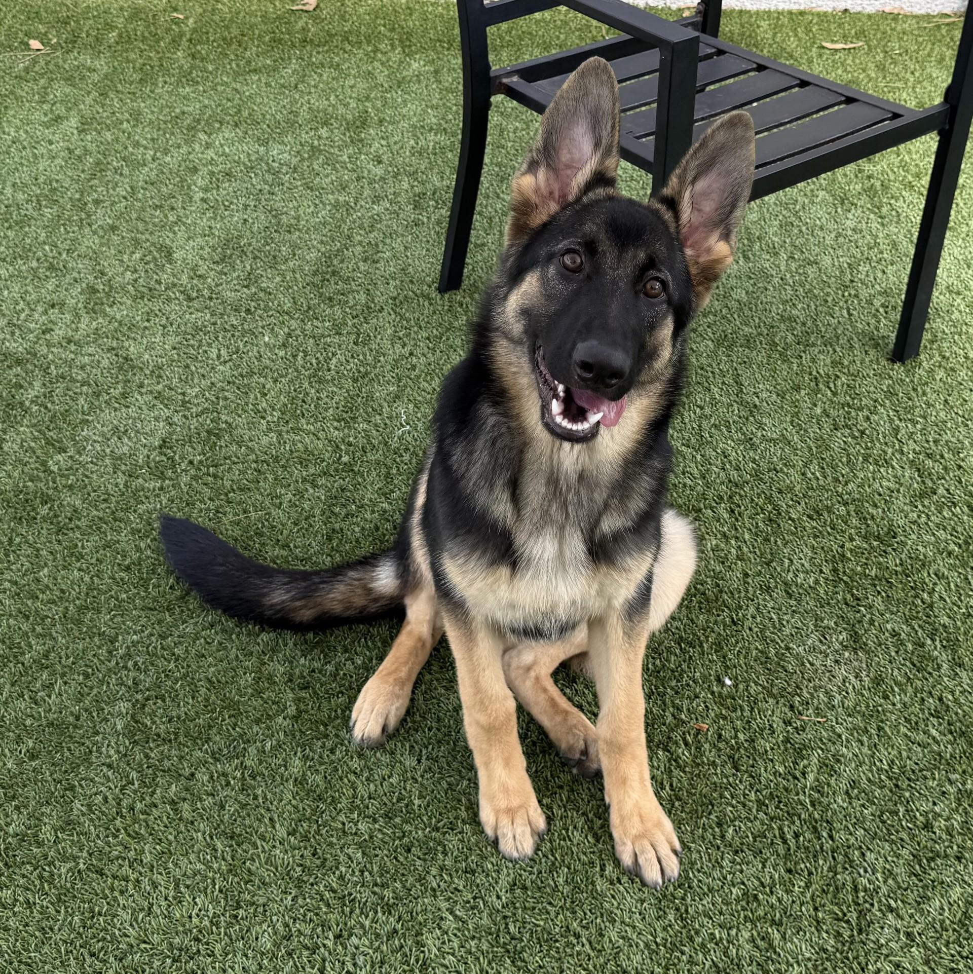 Kira 2, a Adoptable German Shepherd Dog in Los Alamitos, CA image 6/6