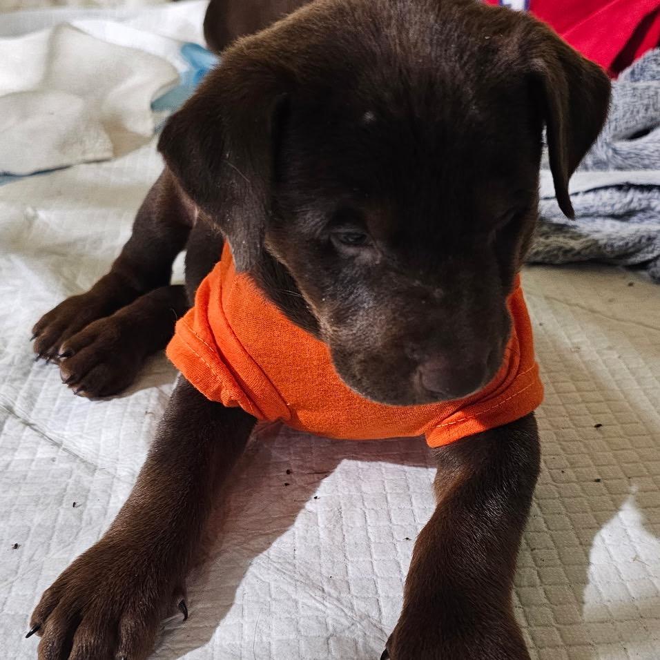 Ares, Adoptable, Puppy Male Doberman Pinscher.