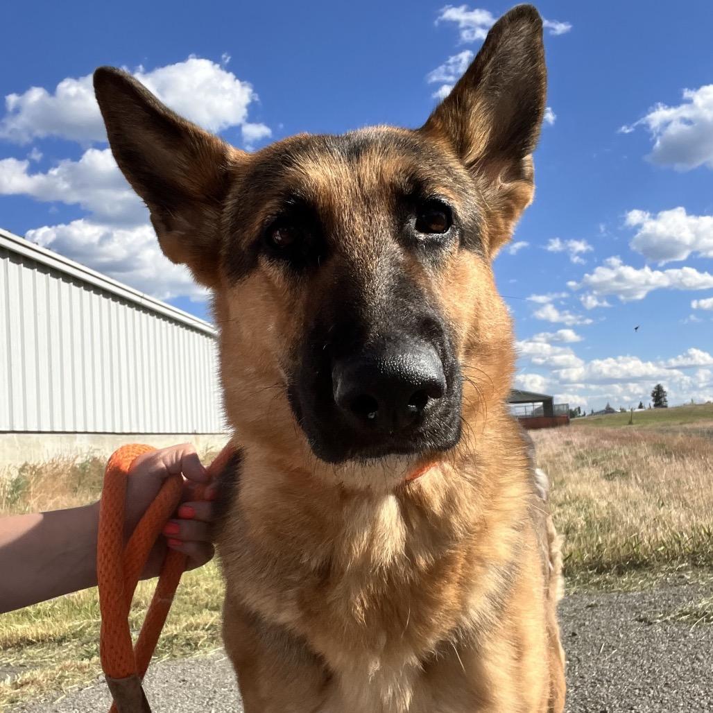 Fiona, a Adoptable Shepherd in Spokane, WA image 1/6