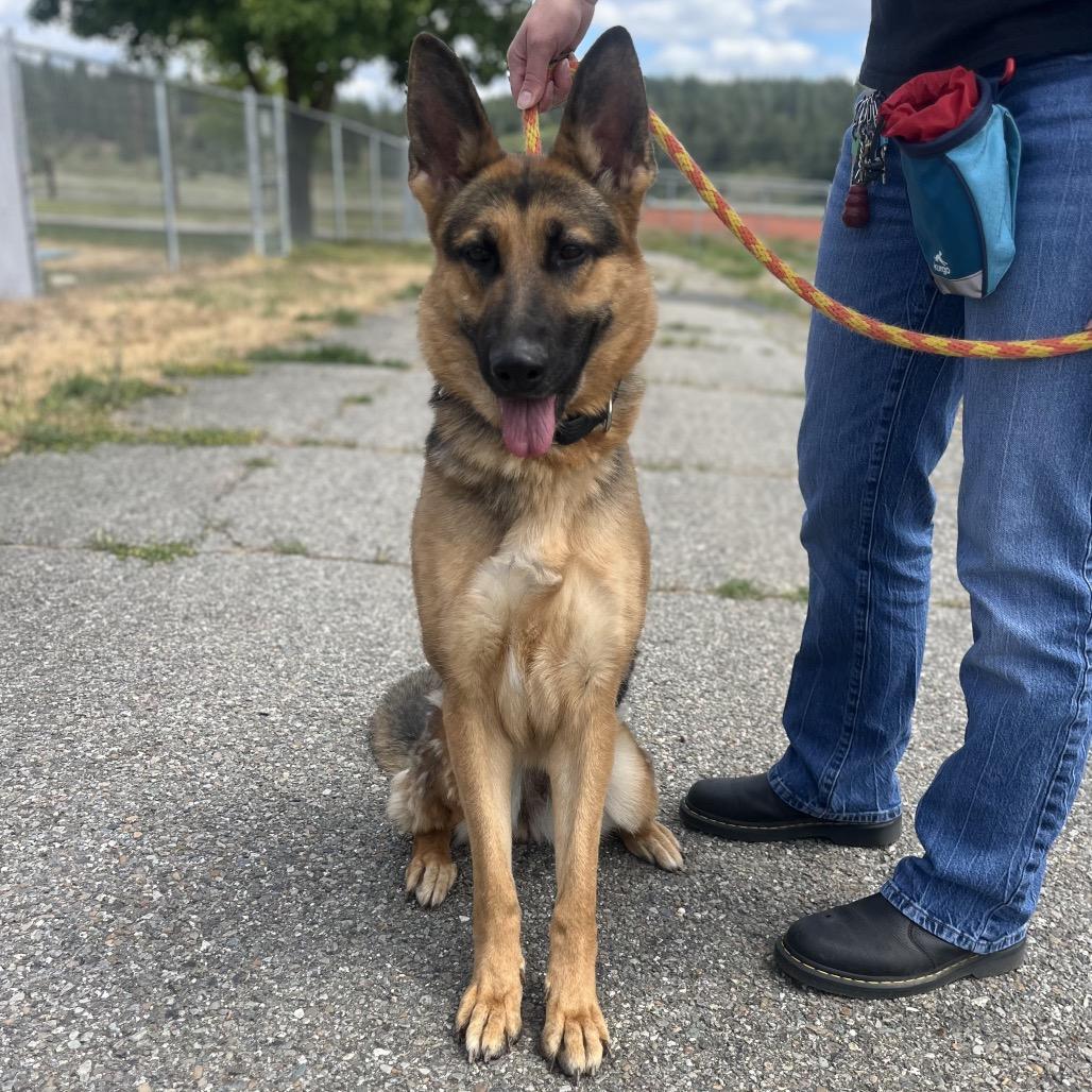 Fiona, a Adoptable Shepherd in Spokane, WA image 2/6