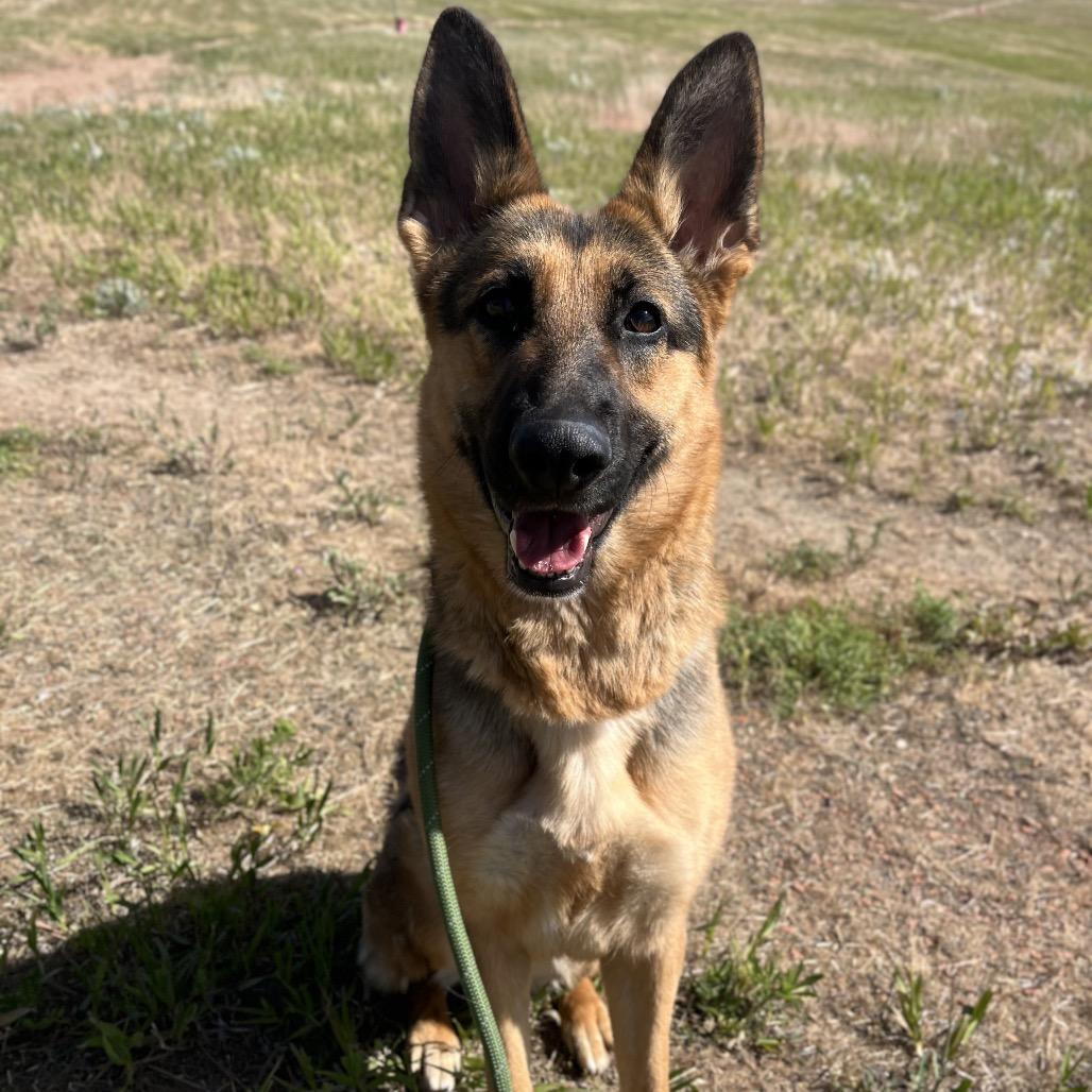 Fiona, a Adoptable Shepherd in Spokane, WA image 3/6