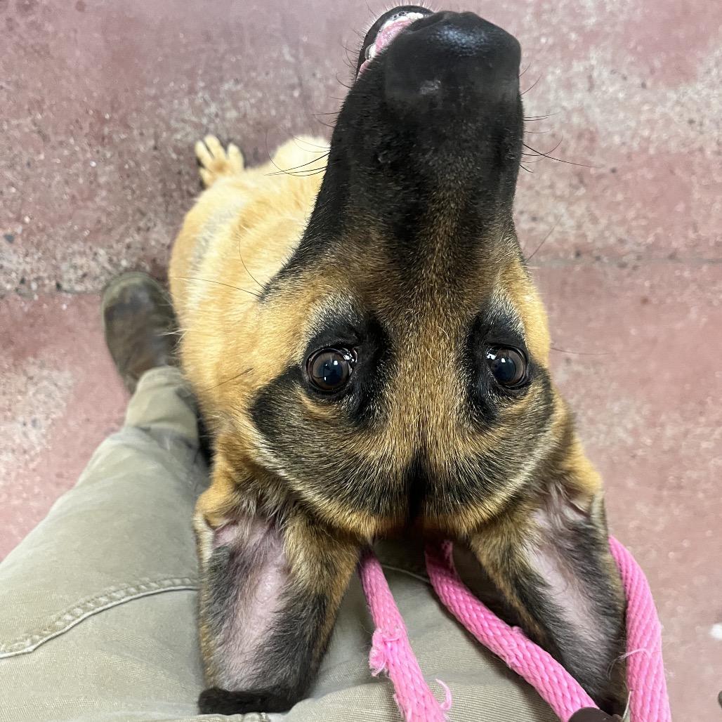 Fiona, a Adoptable Shepherd in Spokane, WA image 4/6
