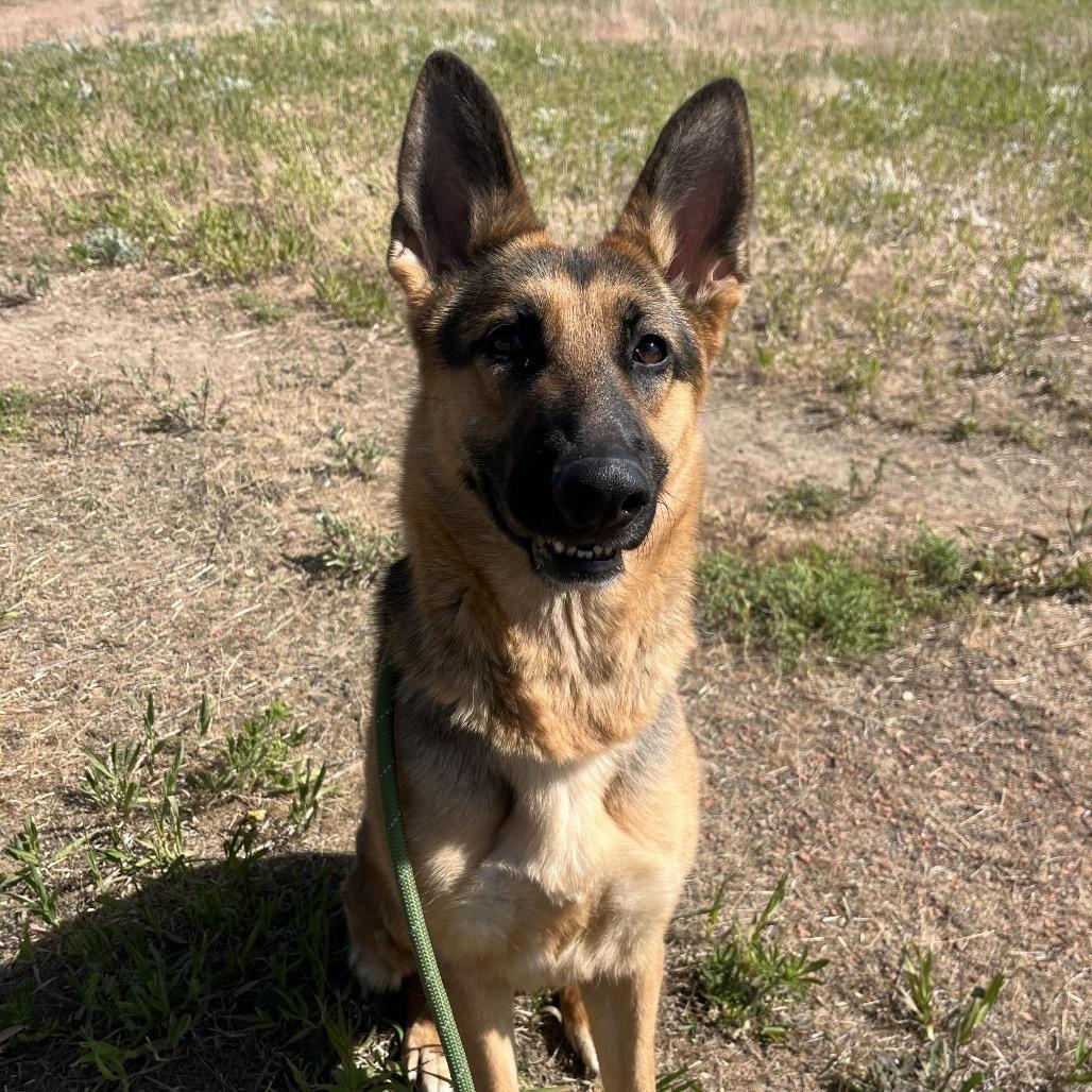 Fiona, a Adoptable Shepherd in Spokane, WA image 5/6