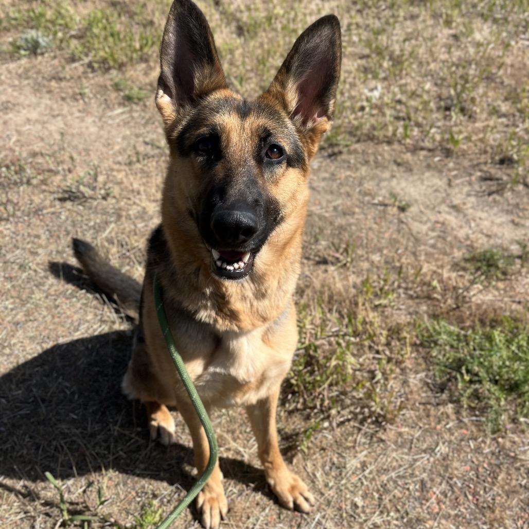 Fiona, a Adoptable Shepherd in Spokane, WA image 4/6