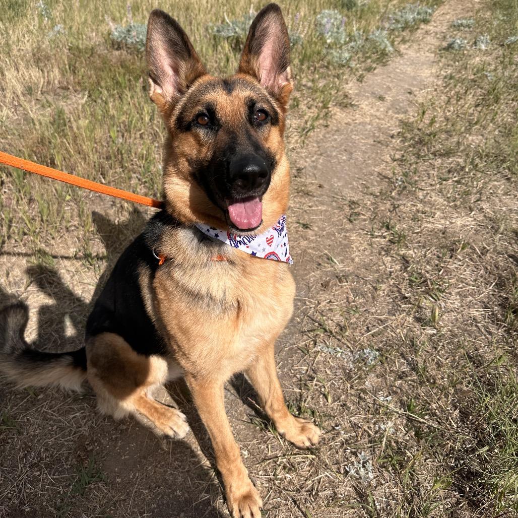 Fiona, a Adoptable Shepherd in Spokane, WA image 5/6
