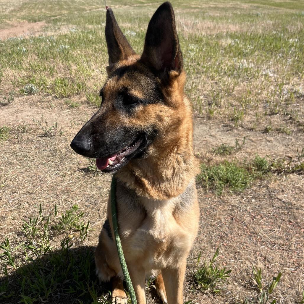 Fiona, a Adoptable Shepherd in Spokane, WA image 6/6