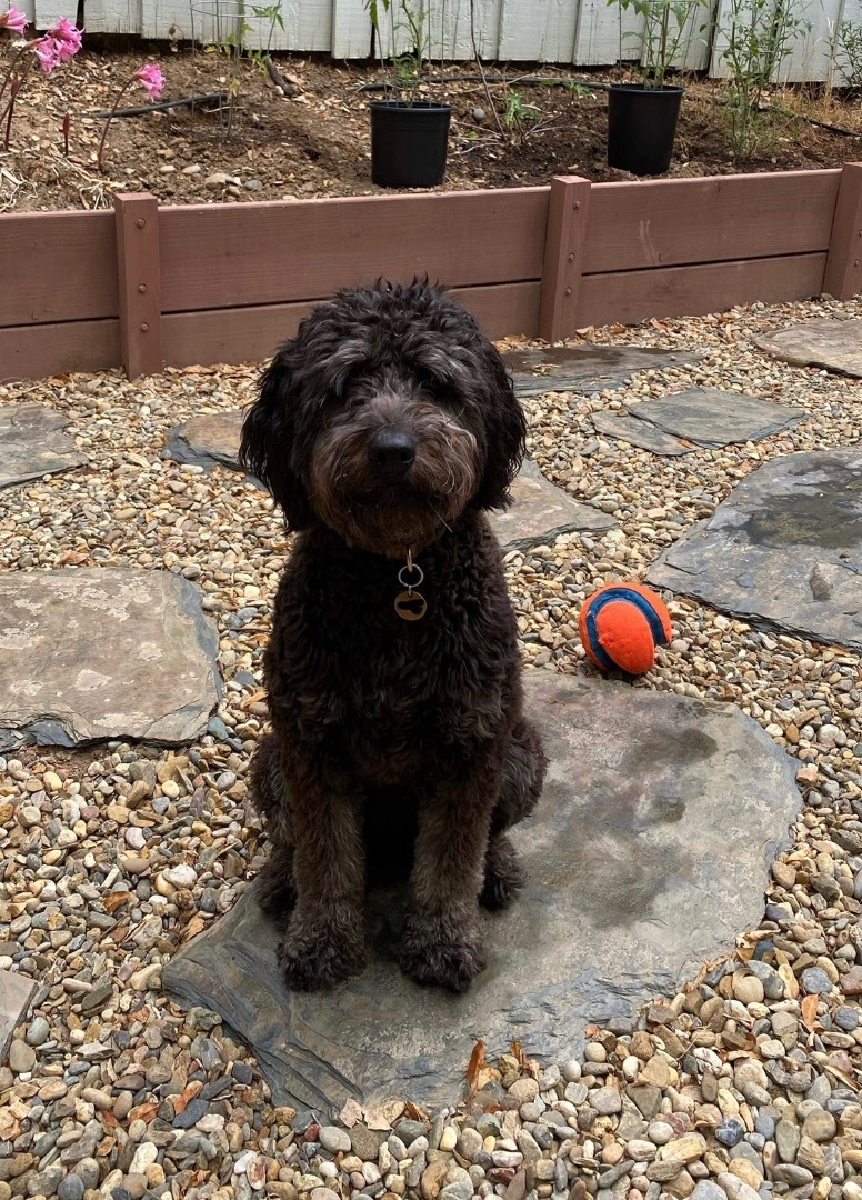 Ebby, a Adopted mixed breed in Lakeport, CA image 1/5