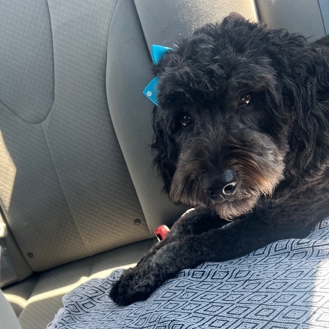 Ebby, Adopted, Adult Female Aussiedoodle & Golden Retriever.