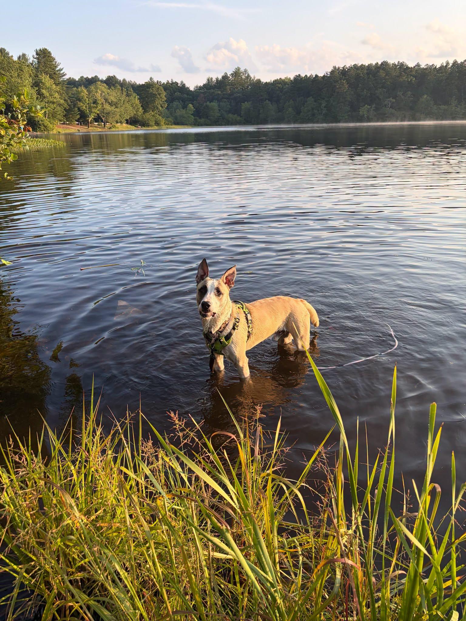 Shep, Adopted, Young Male Belgian Shepherd / Malinois & Siberian Husky.