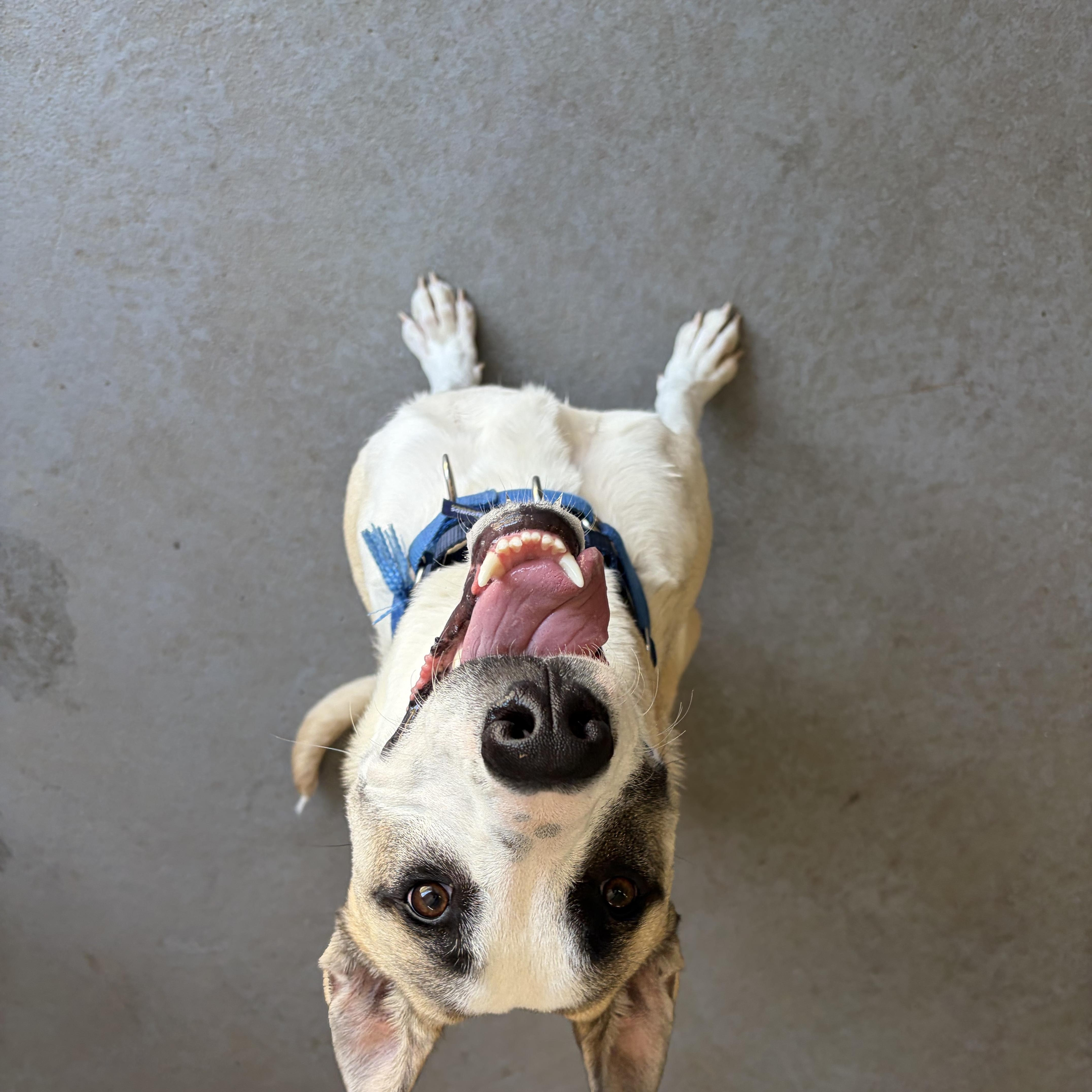 Shep, ADOPTABLE, Young Male Belgian Shepherd / Malinois & Siberian Husky.