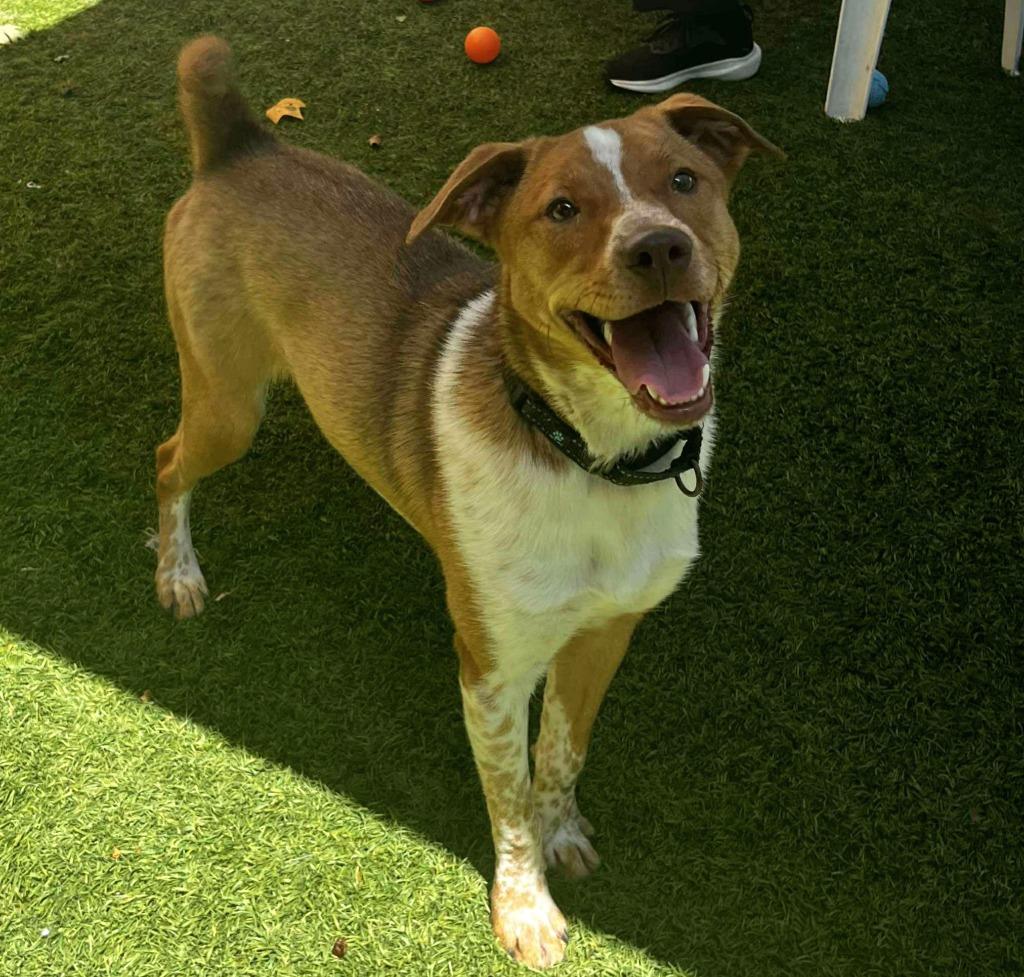 Snorlax, a Adoptable mixed breed in Sunrise Beach, MO image 1/6