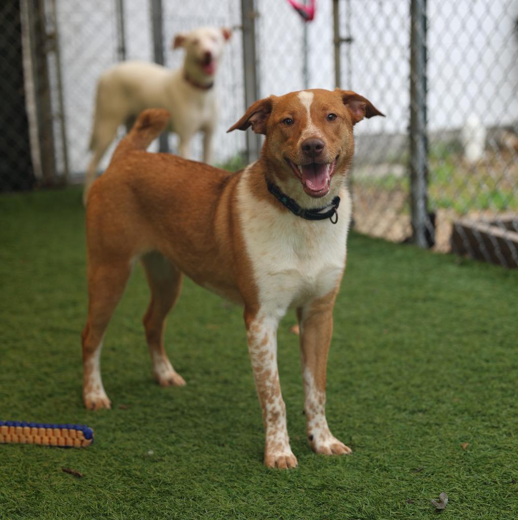 Snorlax, a Adoptable mixed breed in Sunrise Beach, MO image 2/6