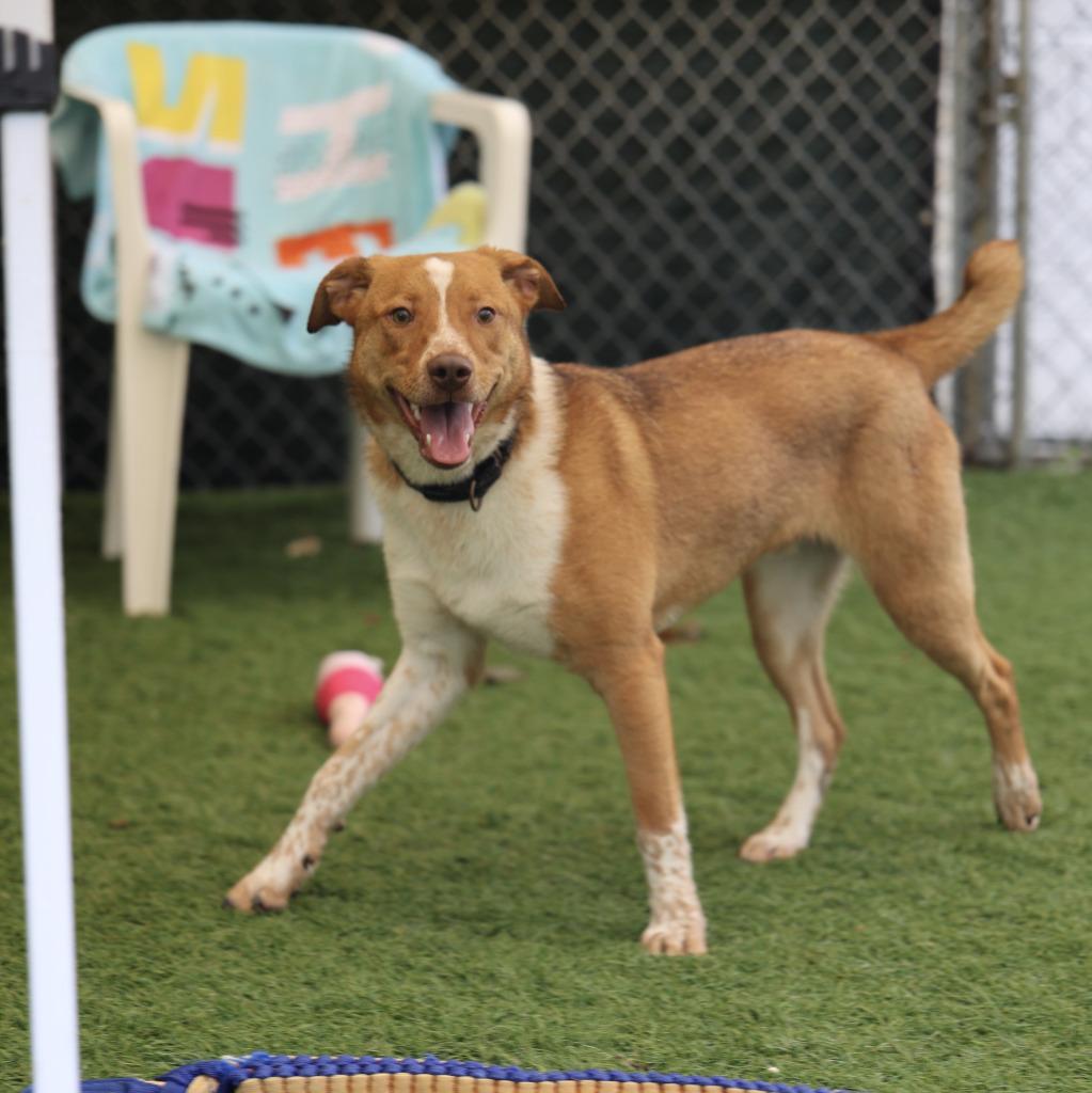 Snorlax, a Adoptable mixed breed in Sunrise Beach, MO image 2/6