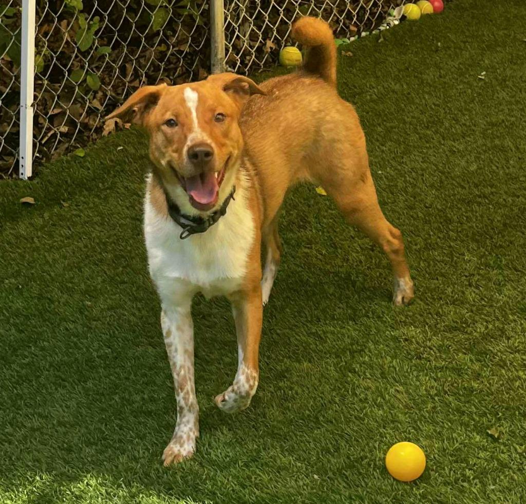 Snorlax, a Adoptable mixed breed in Sunrise Beach, MO image 3/6