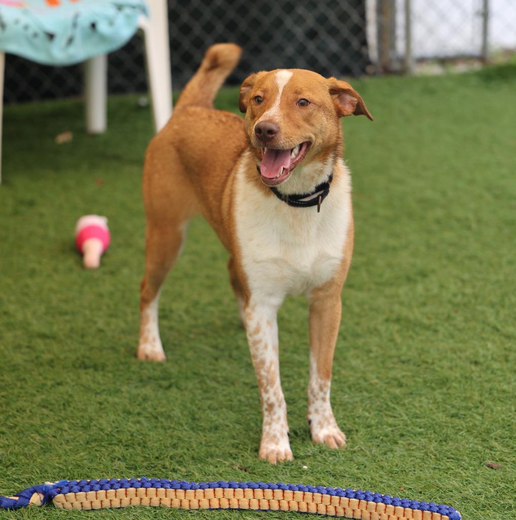 Snorlax, a Adoptable mixed breed in Sunrise Beach, MO image 4/6