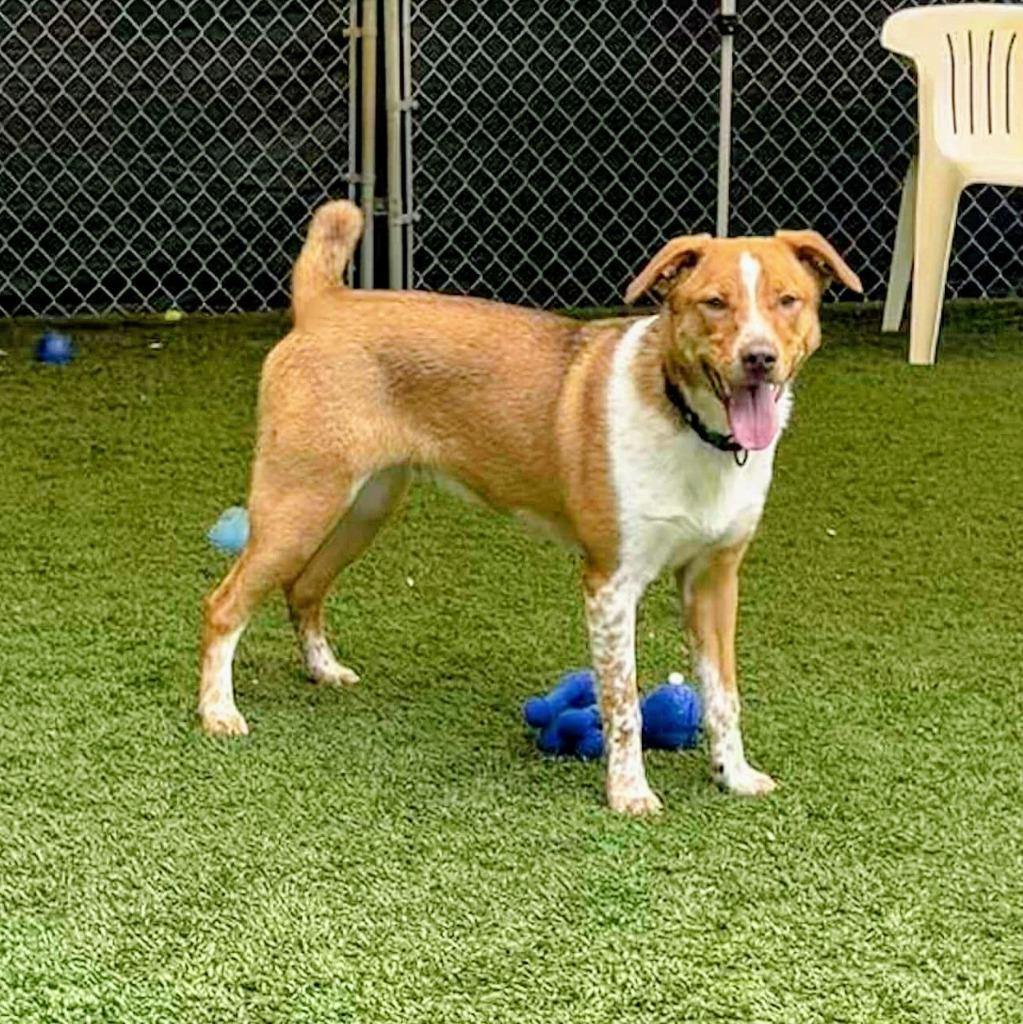 Snorlax, a Adoptable mixed breed in Sunrise Beach, MO image 4/6