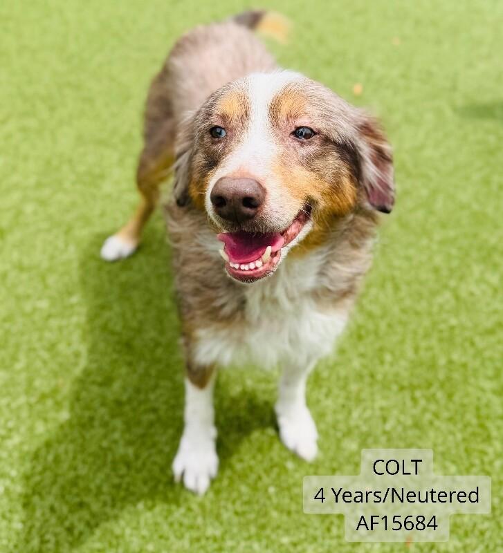 Colt, Adoptable, Adult Male Australian Cattle Dog / Blue Heeler.