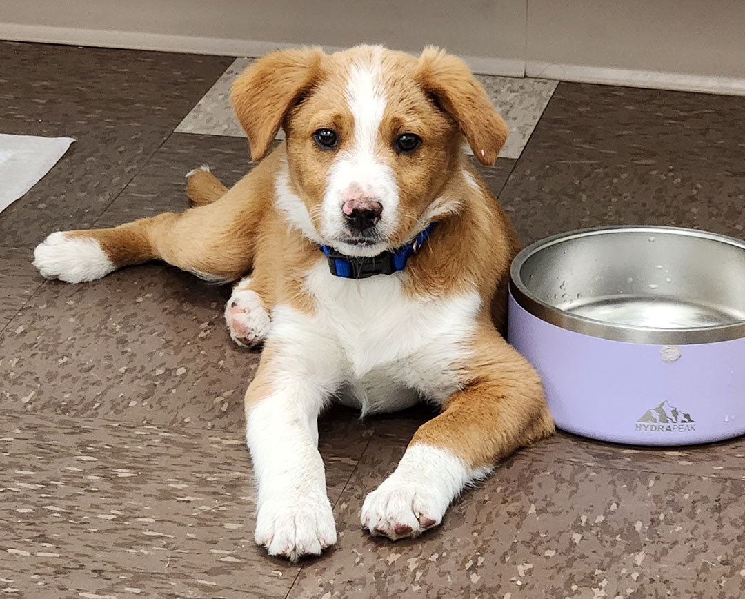 Enlarge Kenny, a Adopted mixed breed in Menomonee Falls, WI image 1/6