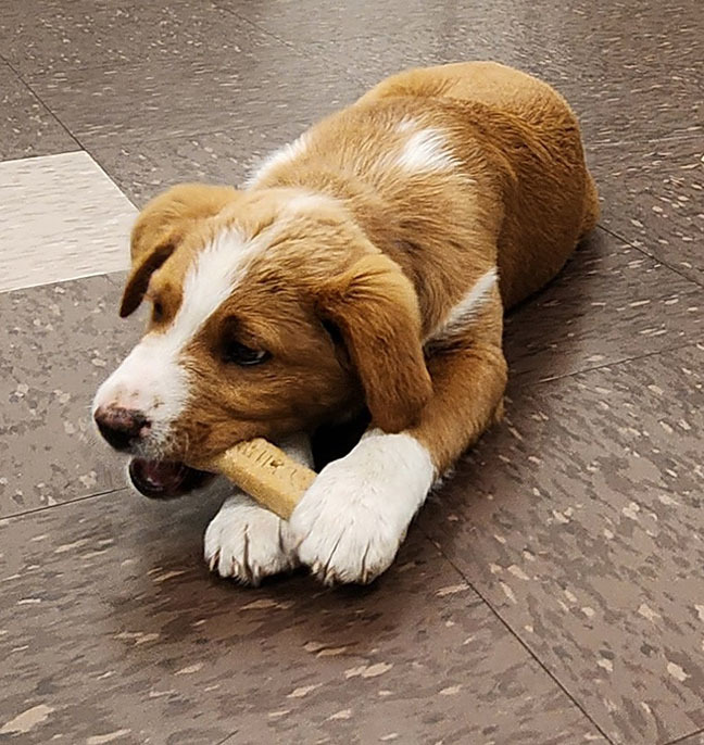 Enlarge Kenny, a Adopted mixed breed in Menomonee Falls, WI image 2/6
