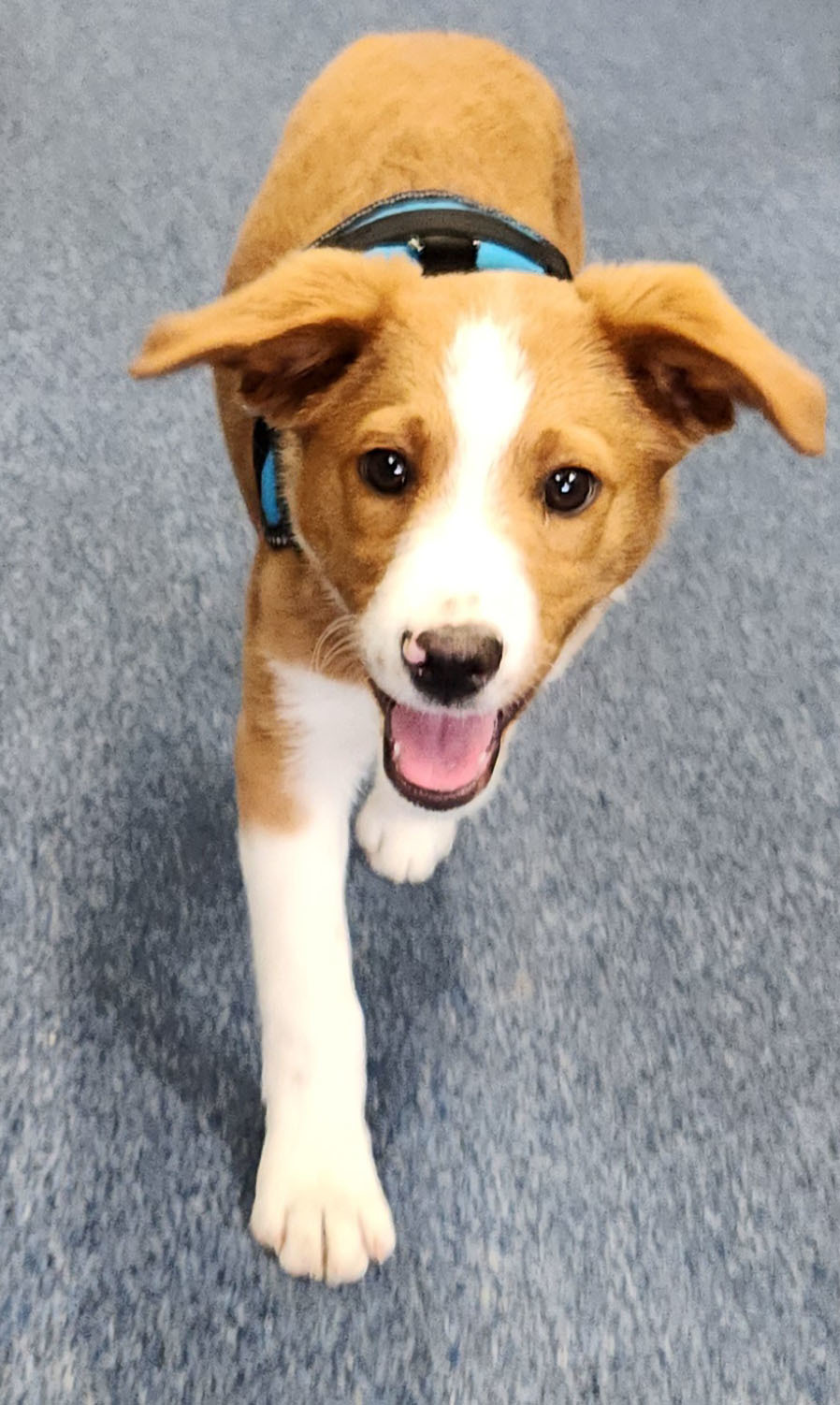 Enlarge Kenny, a Adopted mixed breed in Menomonee Falls, WI image 3/6