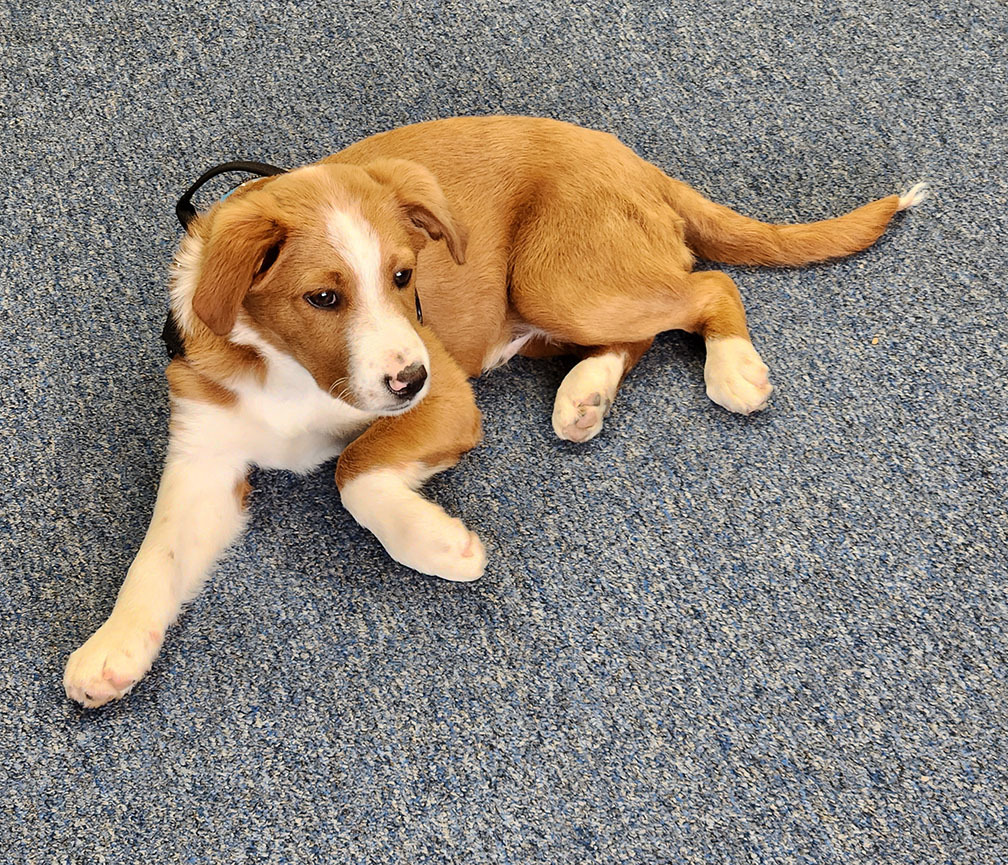Enlarge Kenny, a Adopted mixed breed in Menomonee Falls, WI image 4/6
