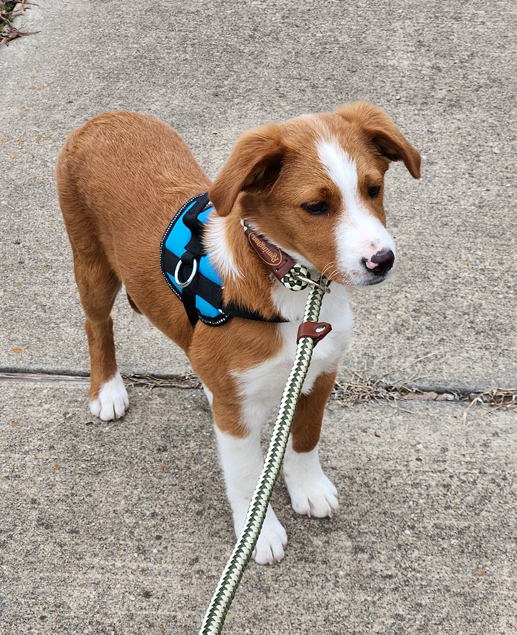 Kenny, Adopted, Puppy Male Nova Scotia Duck Tolling Retriever & English Shepherd.