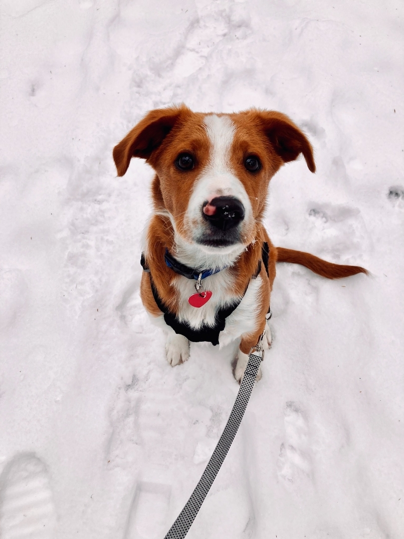 Enlarge Kenny, a Adopted mixed breed in Menomonee Falls, WI image 6/6