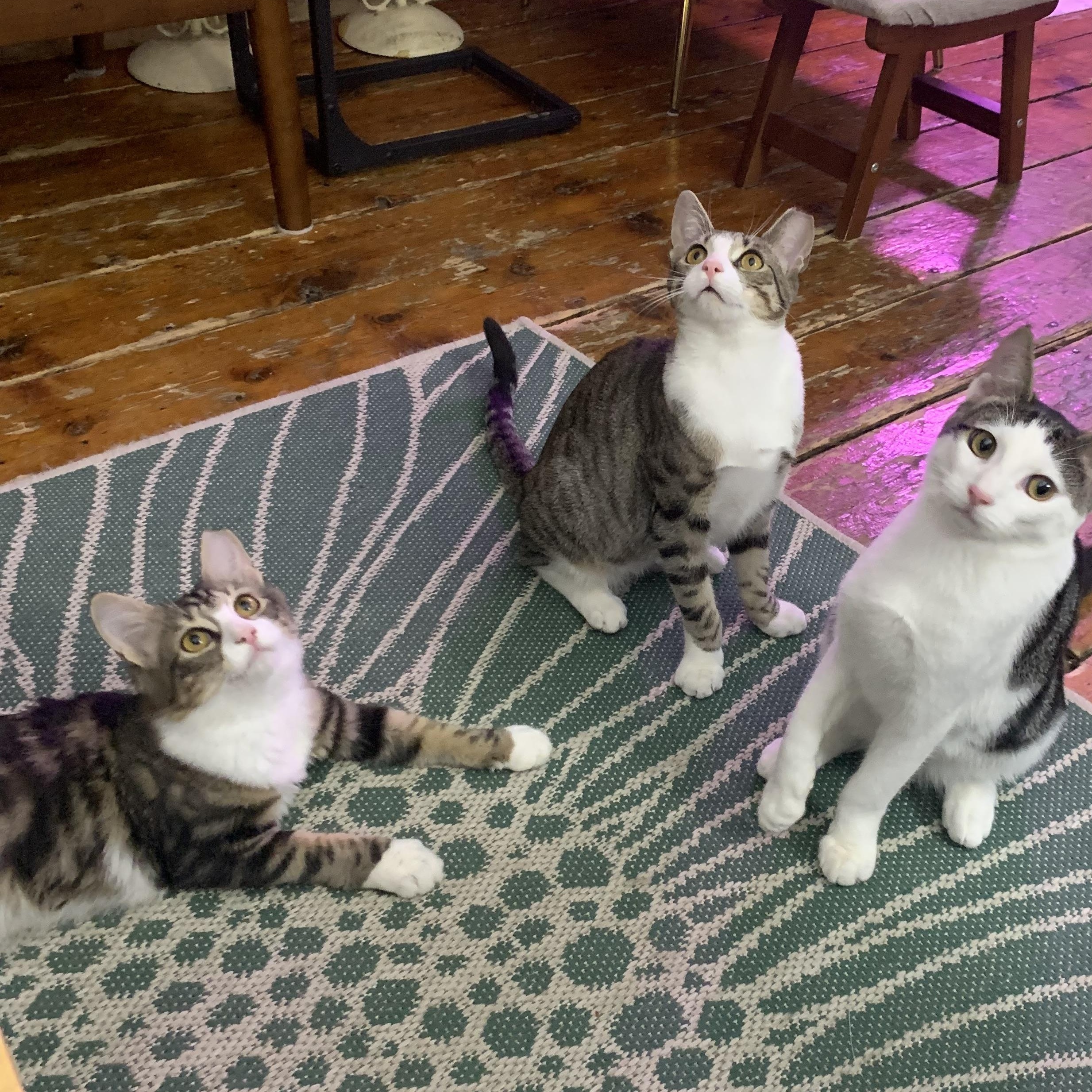 Enlarge Polly, a Adoptable Domestic Long Hair in Jersey City, NJ image 3/3