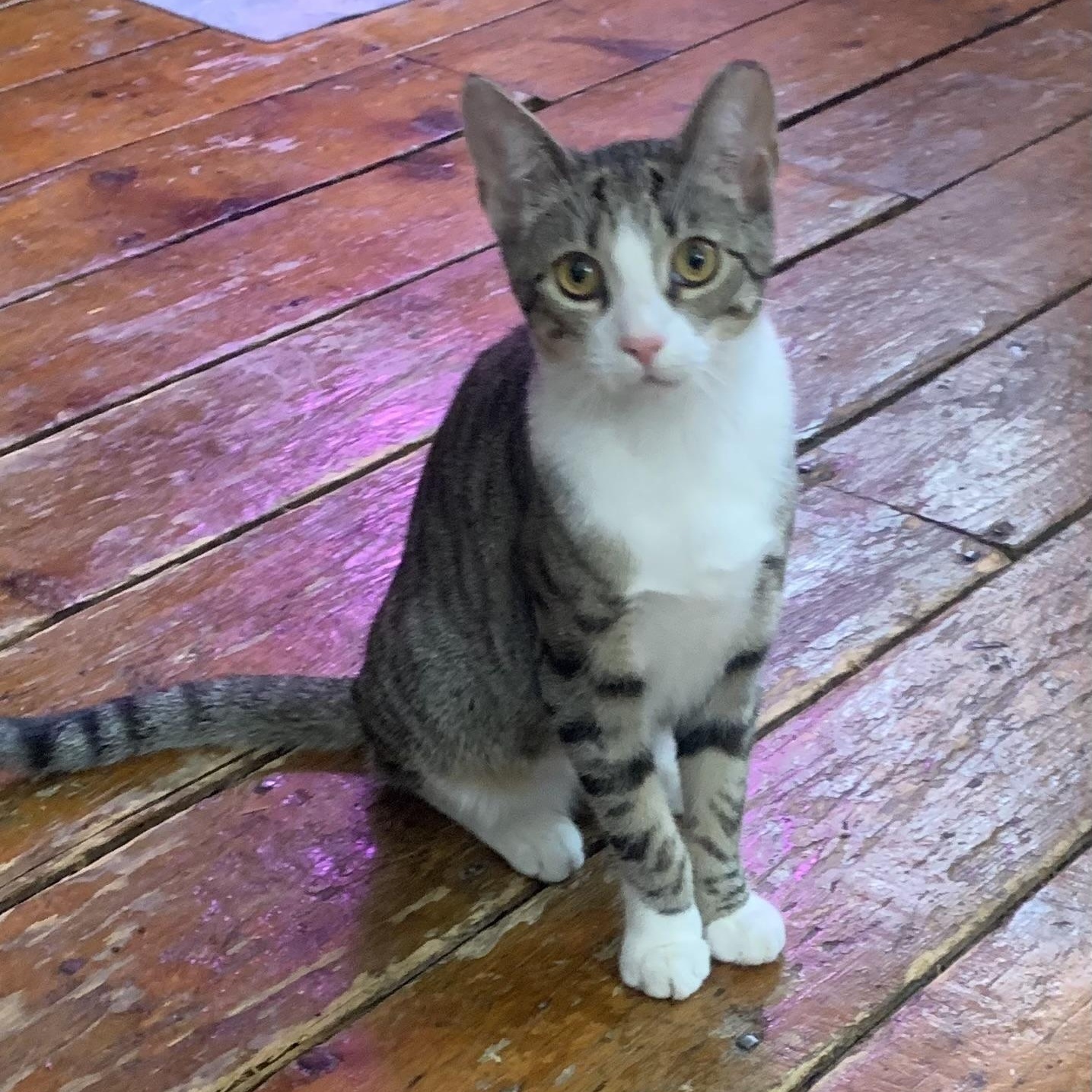 Enlarge Polly, a Adoptable Domestic Long Hair in Jersey City, NJ image 1/3