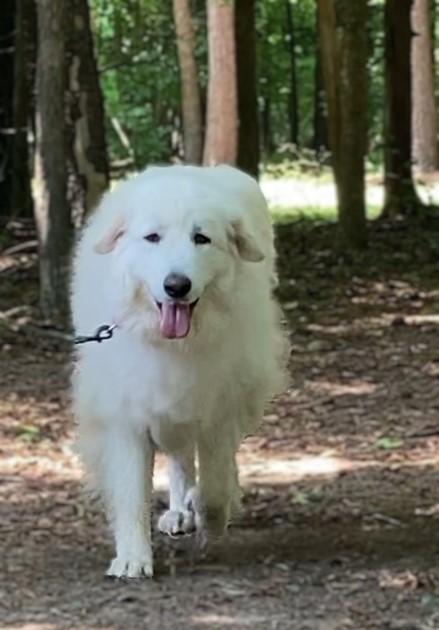 Elwin, a Adoptable Great Pyrenees in Richmond, VA image 1/2