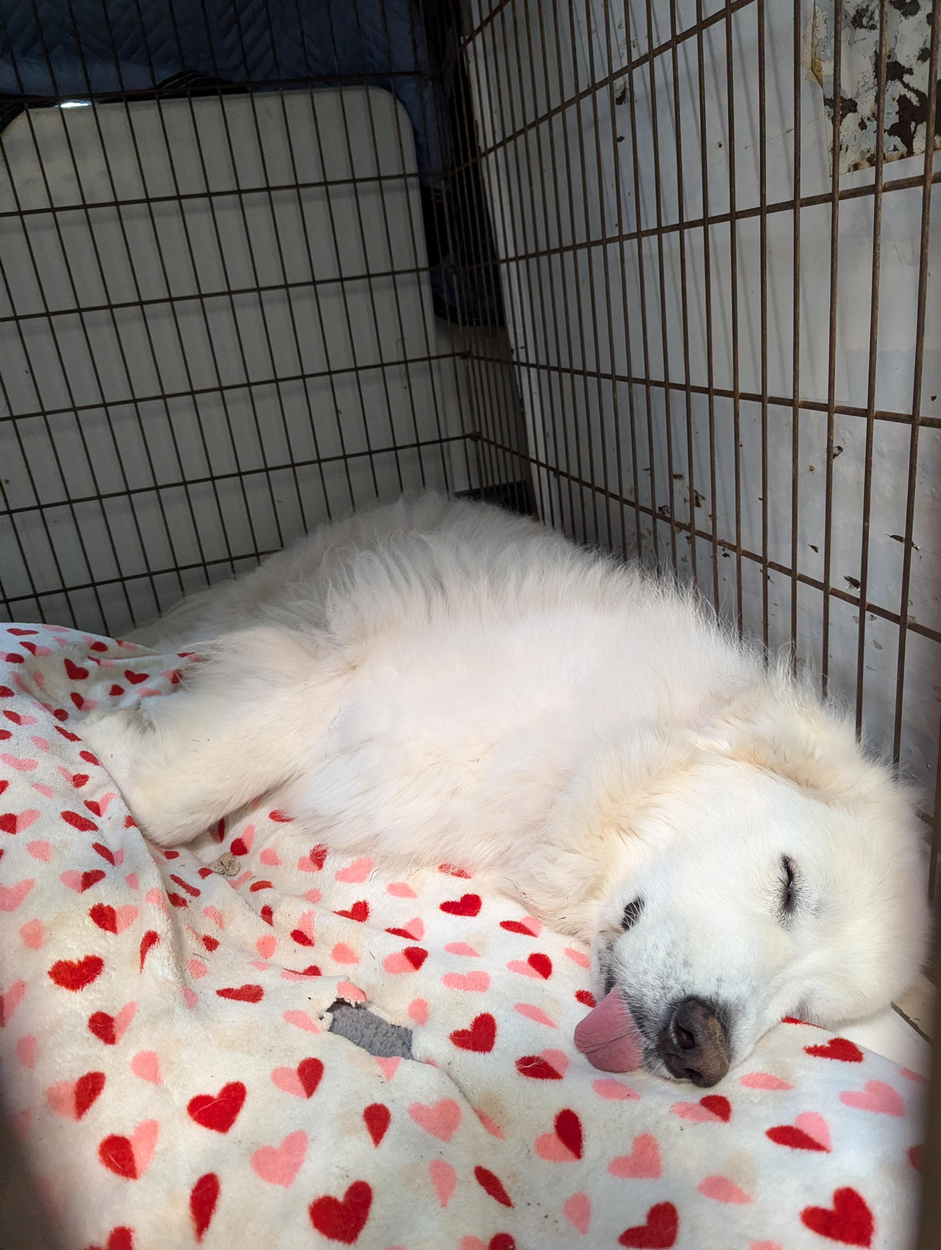 Elwin, a Adoptable Great Pyrenees in Richmond, VA image 2/2