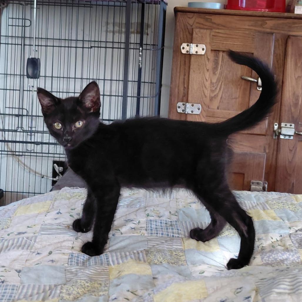 CLOVER, Adoptable, Kitten Male Domestic Short Hair.