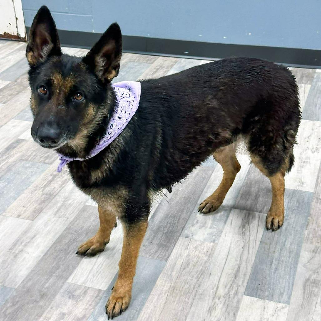 Enlarge Fiona, a Adoptable German Shepherd Dog in Lufkin, TX image 1/5