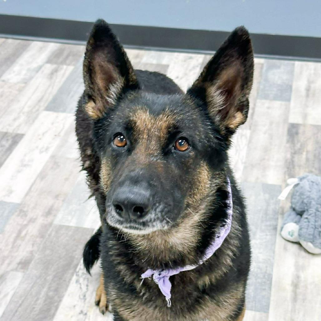 Enlarge Fiona, a Adoptable German Shepherd Dog in Lufkin, TX image 2/5