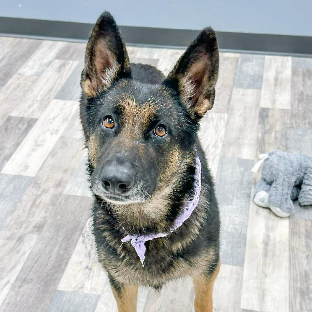 Enlarge Fiona, a Adoptable German Shepherd Dog in Lufkin, TX image 3/5