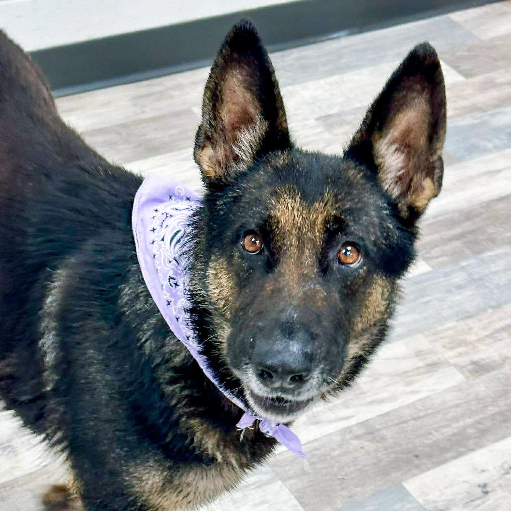 Enlarge Fiona, a Adoptable German Shepherd Dog in Lufkin, TX image 4/5
