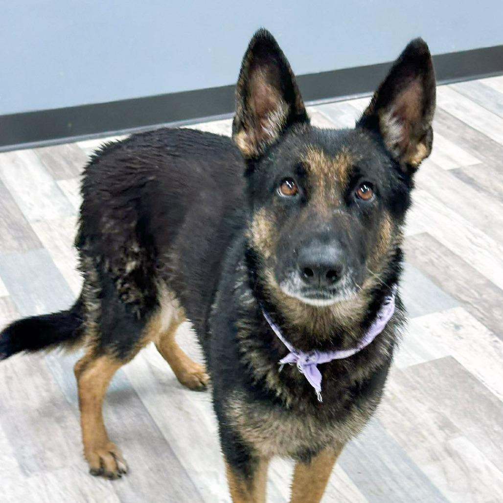 Enlarge Fiona, a Adoptable German Shepherd Dog in Lufkin, TX image 5/5